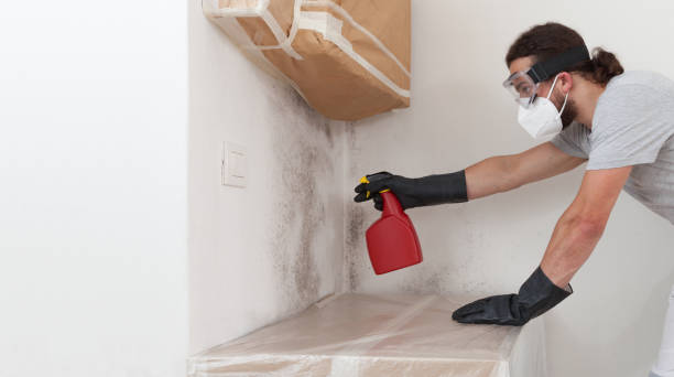 Basement Mold Remediation treatment on basement walls in Jarratt